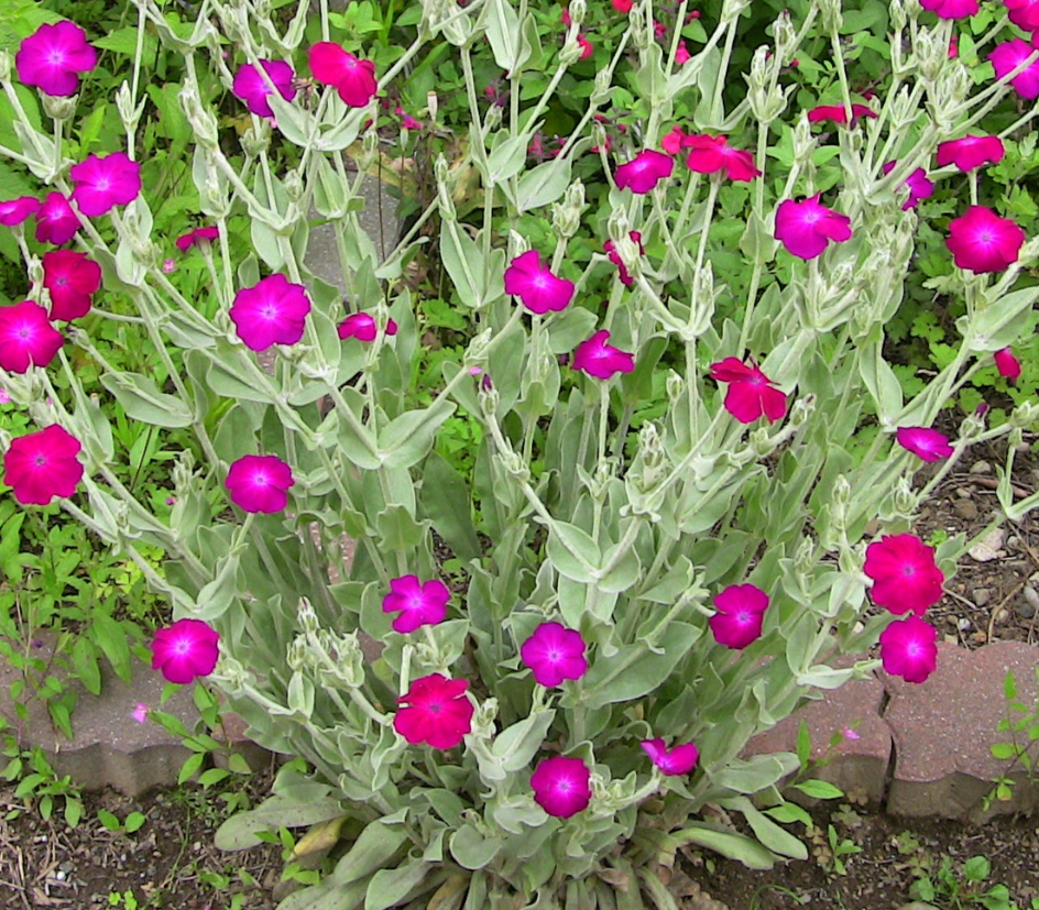 醉仙翁花花朵鲜艳而优雅5月正是醉仙翁开花季不养一盆