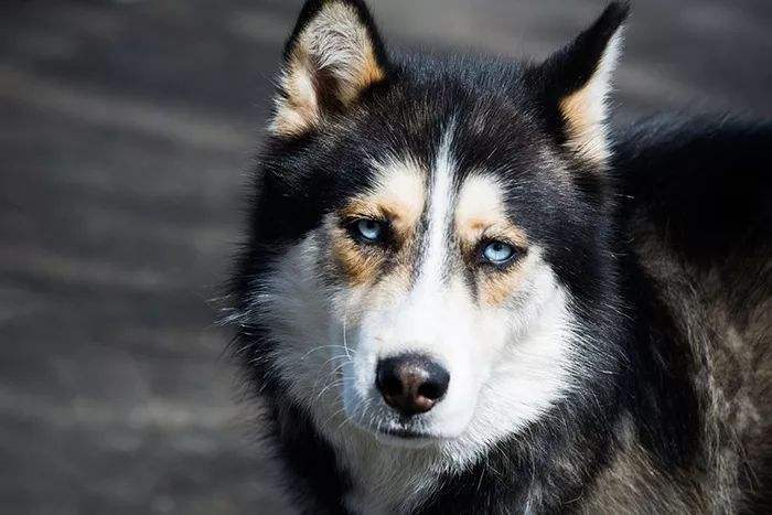 南极出行全靠雪橇犬 如今却禁止任何狗狗踏足 知道原因后很无奈 腾讯新闻