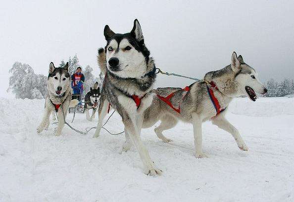 南极出行全靠雪橇犬 如今却禁止任何狗狗踏足 知道原因后很无奈 腾讯新闻