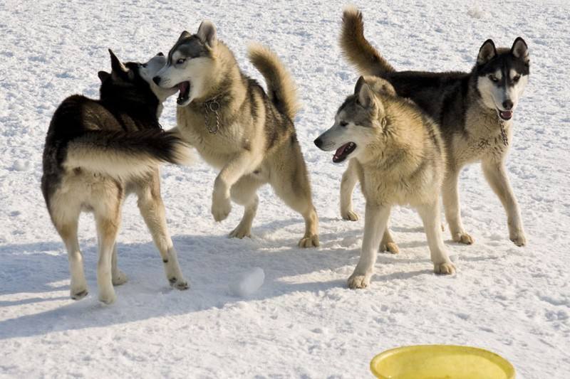 南极出行全靠雪橇犬 如今却禁止任何狗狗踏足 知道原因后很无奈 腾讯新闻