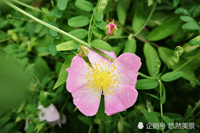 夏季已到来 蔷薇花正香 腾讯新闻