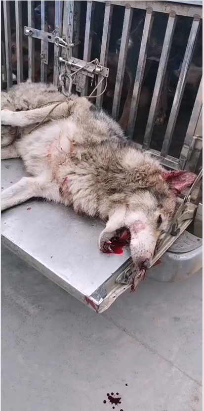 鄂州驯化狼已被猎犬咬死负责人称其系狼狗杂交因栓链断裂逃逸