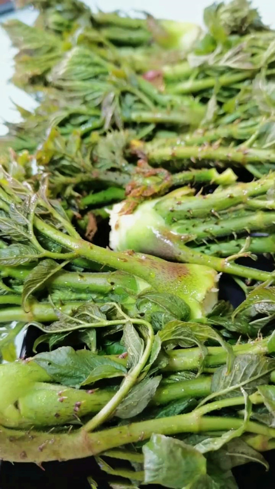 延邊山野菜之王,每年採摘期不超10天,現在比豬肉還便宜!