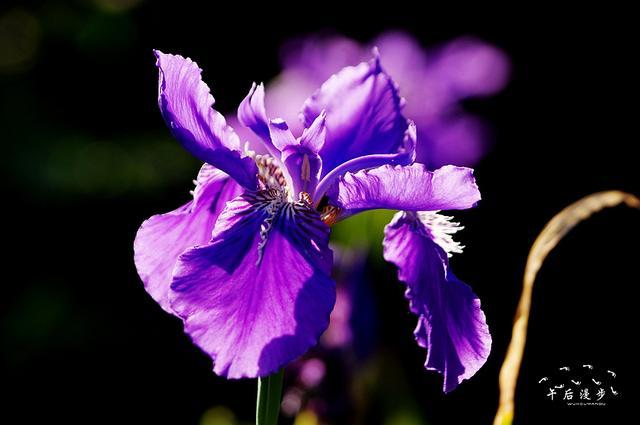 五月 是鸢尾花开的季节 一只只蓝紫色的蝴蝶别样的美 腾讯新闻