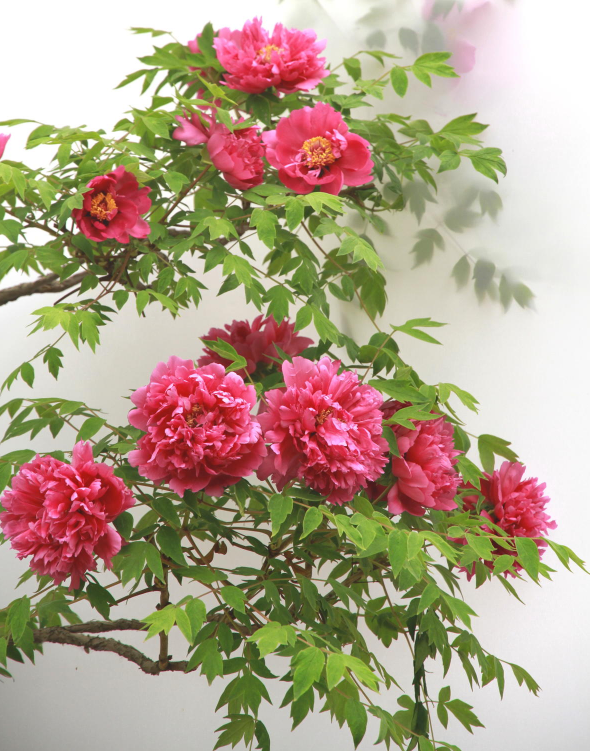 3米高的牡丹树开花满院子飘香太壮观了