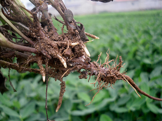 根腐病|花生软腐烂根病怎么用药？黄叶死苗如何预防？根腐病处理方法！