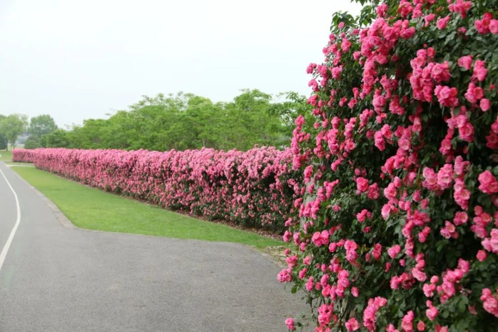 辰山植物園1500米月季花牆,快來打卡!