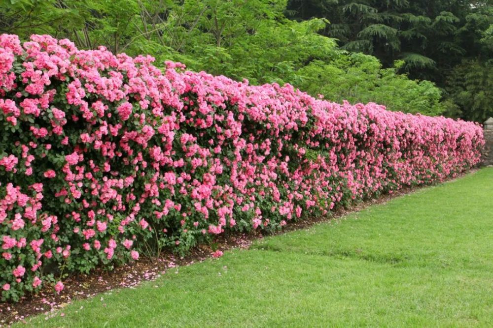 的"安吉拉"月季花墙已进入盛花期,一朵朵粉色花朵从万绿丛中探出头来