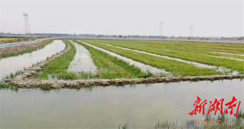 長湖鄉:稻田養龍蝦村民增收好途徑_騰訊新聞