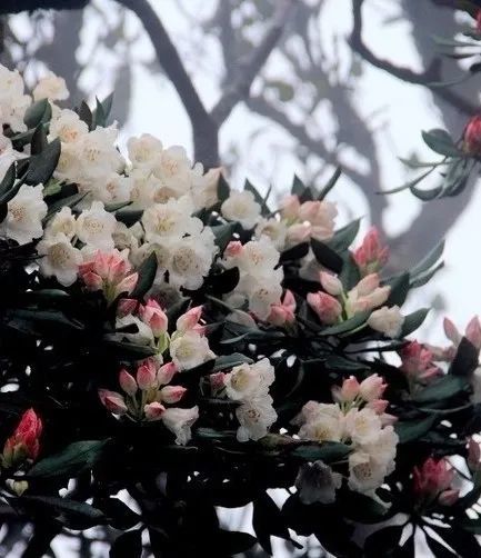 來賓金秀聖堂山變色杜鵑花節一日遊