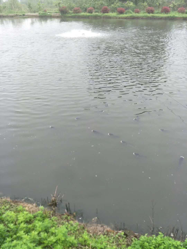 狂风暴雨一定注意池塘鱼是否缺氧鱼浮头前有哪些征兆如何救鱼