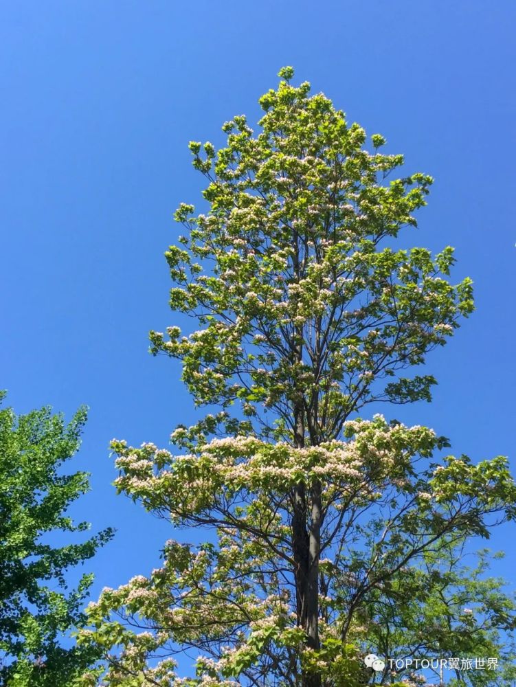 晴川历历汉阳树好好老去