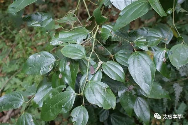 木大力王见过吗可用于风湿骨痛跌打损伤腰肌劳损