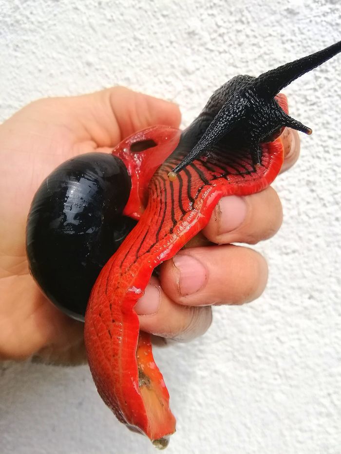 另类宠物产自马来西亚有着鲜艳配色的火焰蜗牛受到人们追捧