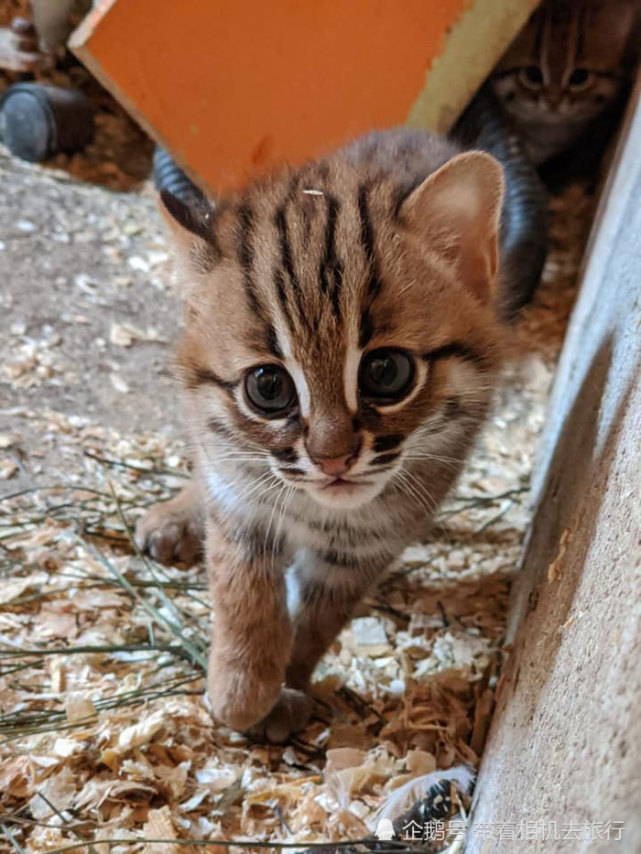 只有家猫一半 它们是世界上身材最小的猫 简直要萌翻众人 锈斑豹猫 家猫 猫咪