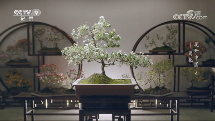 花开中国 用一叶一瓣打开 历史 和 世界 腾讯新闻