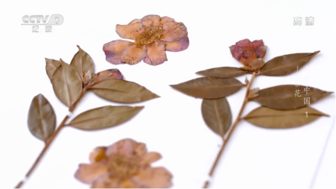 花开中国 用一叶一瓣打开 历史 和 世界 腾讯新闻