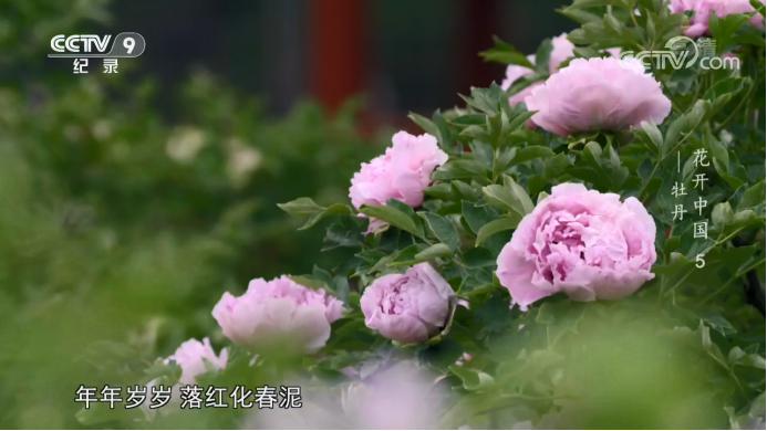 花开中国 用一叶一瓣打开 历史 和 世界 腾讯新闻