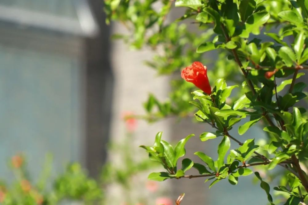 这几首夏日诗词，让你感受盛夏的美！