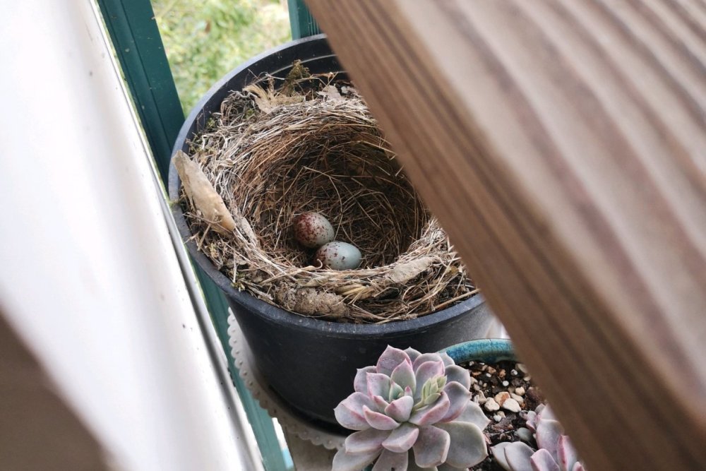 鸟妈妈把阳台当成自己的家筑起巢来,却苦了房主人一月无法关窗户
