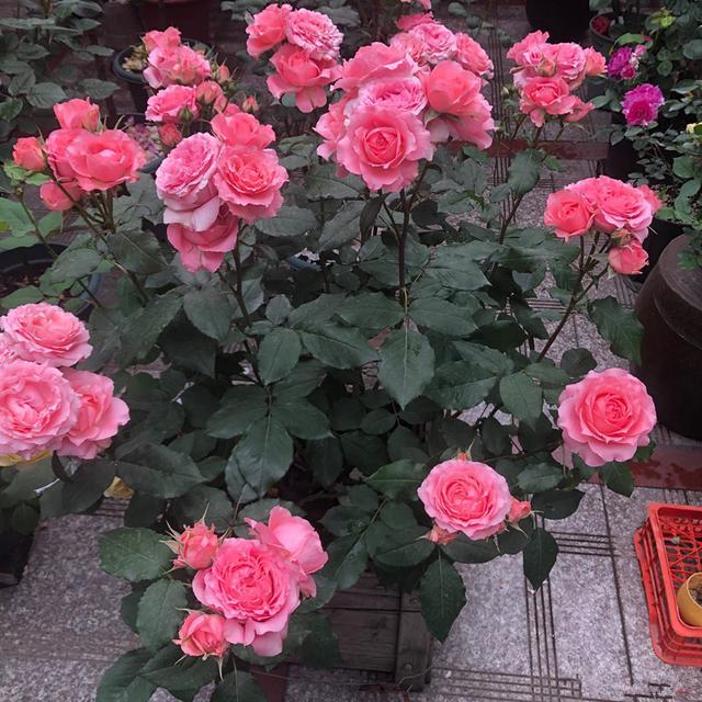 此款耐热月季花 夏花也完美 香气四溢 四季开花 盆栽也可以 夏花 切花玫瑰 月季花 盆栽 珊瑚果冻