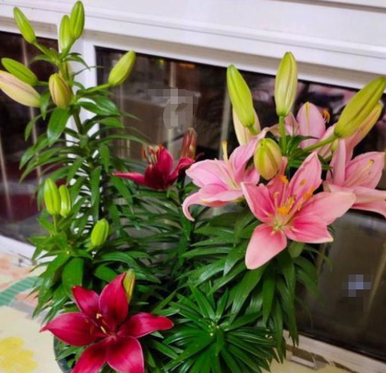 3种花比香水还好闻 一养就上 瘾 好养漂亮花期长 人见人爱 腾讯新闻