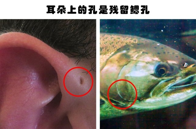 往往只有人类学家才真正知道的7个关于人类的有趣事实|科学家|自然选