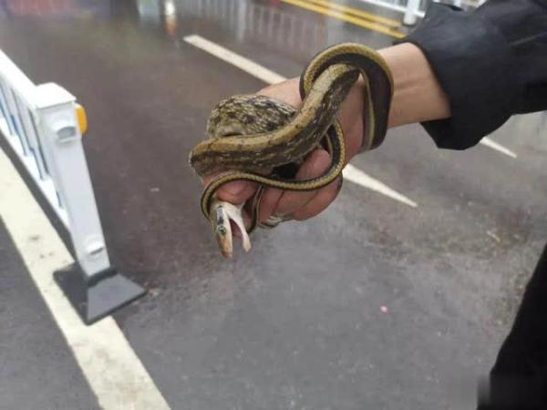 太牛绵竹这位小区保安竟徒手斗蛇