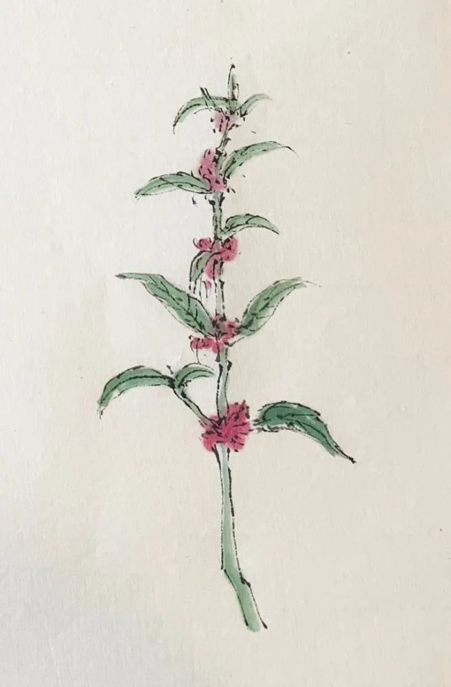 藿香正气水的主角藿香