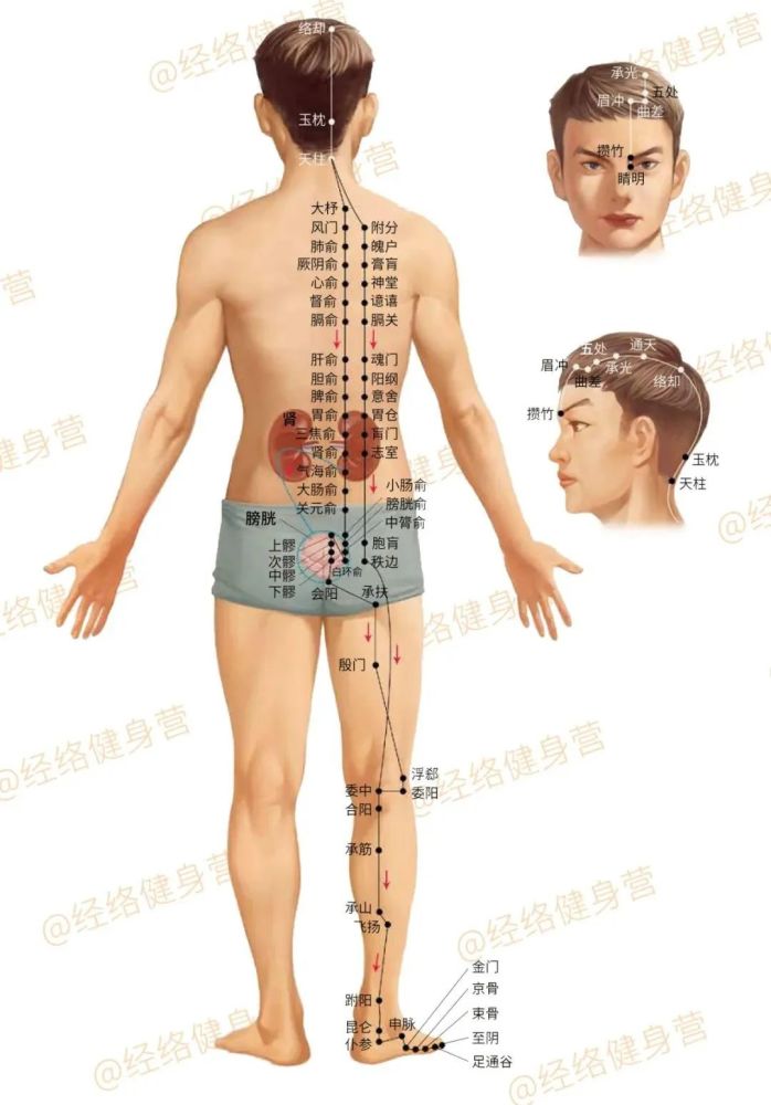 《黄帝内经》:「膀胱足太阳之脉,起于目内眦,上额,交巅.