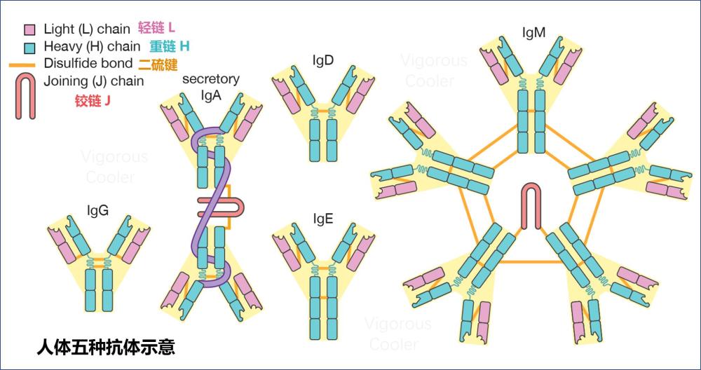 抗体,是成熟的b淋巴细胞分泌的一种蛋白分子,也就是人们常说的免疫球