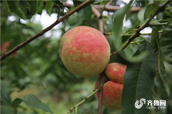 齐鲁网·闪电新闻5月8日讯 "我们桃园种植的是永莲蜜桃,这个桃的特点