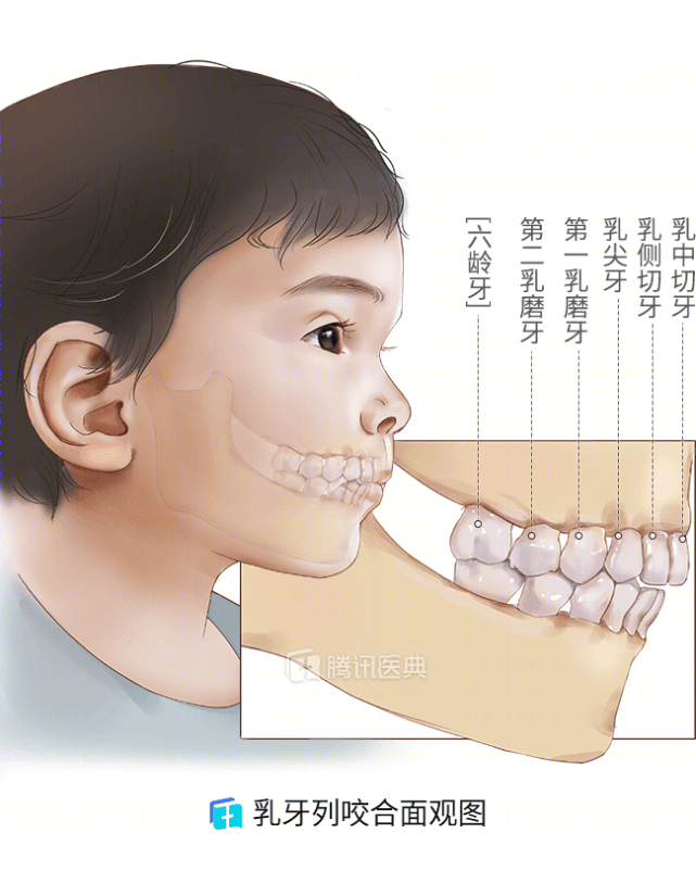 人的一生为啥有两副牙齿？口腔医生说了5大真相，可惜很多人都不知道_腾讯新闻