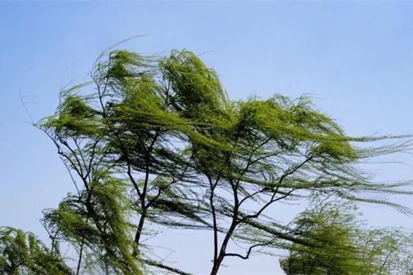 贵阳发布大风蓝色预警,最大风力8级