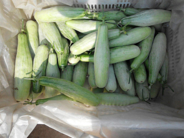 就能收获,又酥又脆切它不用刀,12元一斤成网红水果|羊角蜜|甜瓜|黄瓜