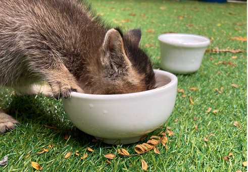 我们联系了北大猫协 问他们是怎么确定猫咪多角关系的 腾讯新闻