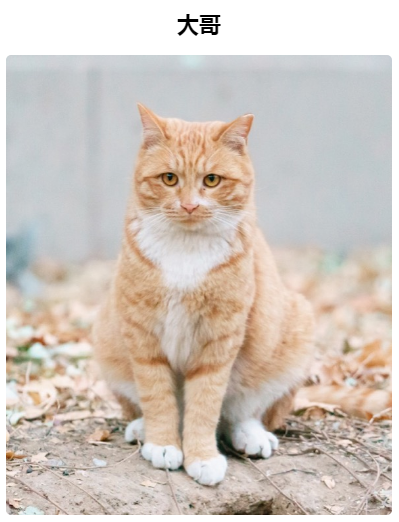 我们联系了北大猫协 问他们是怎么确定猫咪多角关系的 腾讯新闻