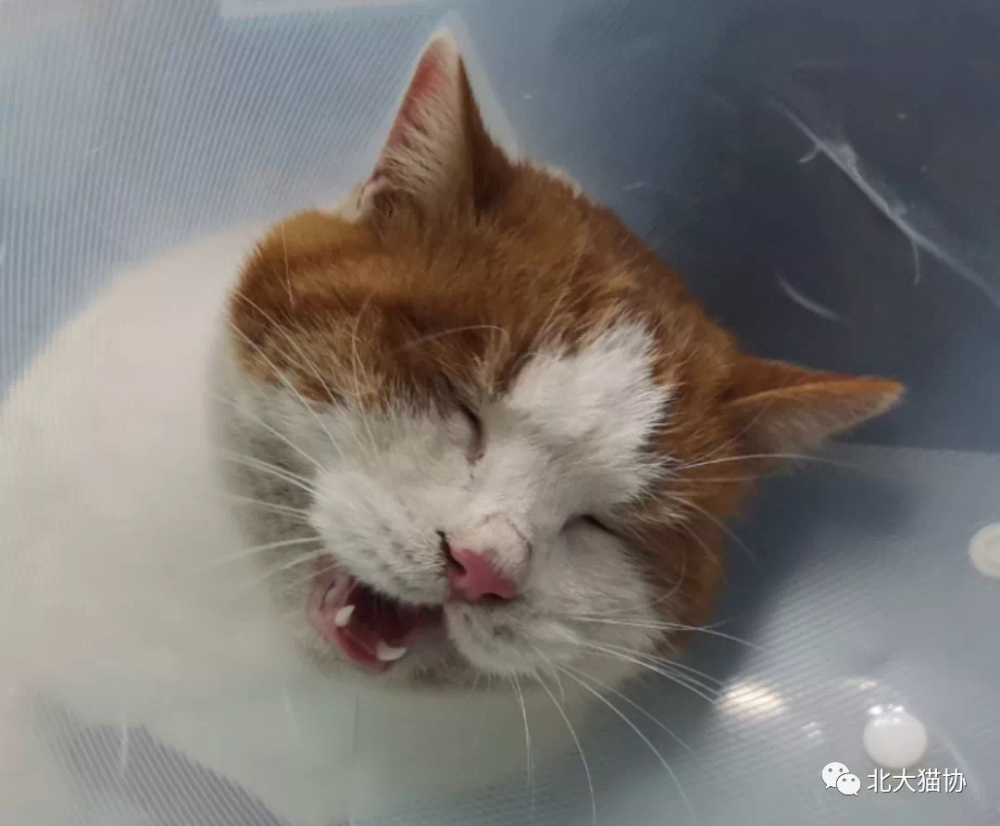 我们联系了北大猫协 问他们是怎么确定猫咪多角关系的 腾讯新闻