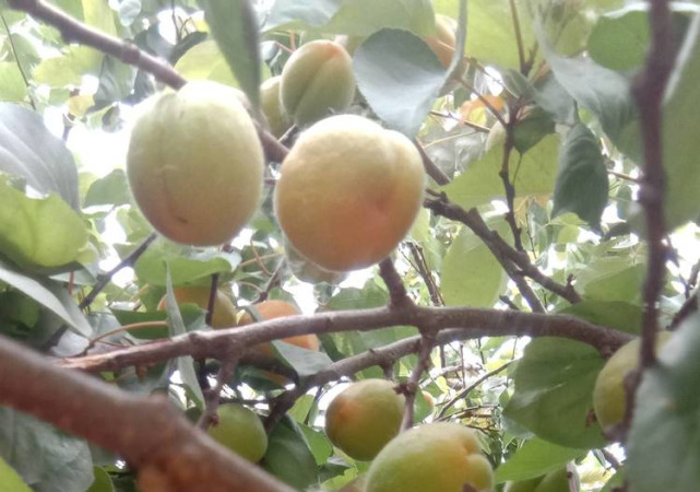 我家里的那棵小杏树 小杏树 杏树 孙子