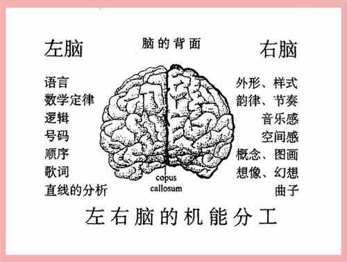 心理学家凯伦·平教授对500个成年人测试后发现: 喜欢右脑思考的人