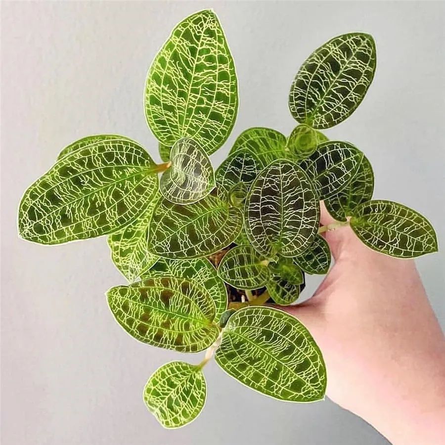马赛克竹芋(calathea musaica)