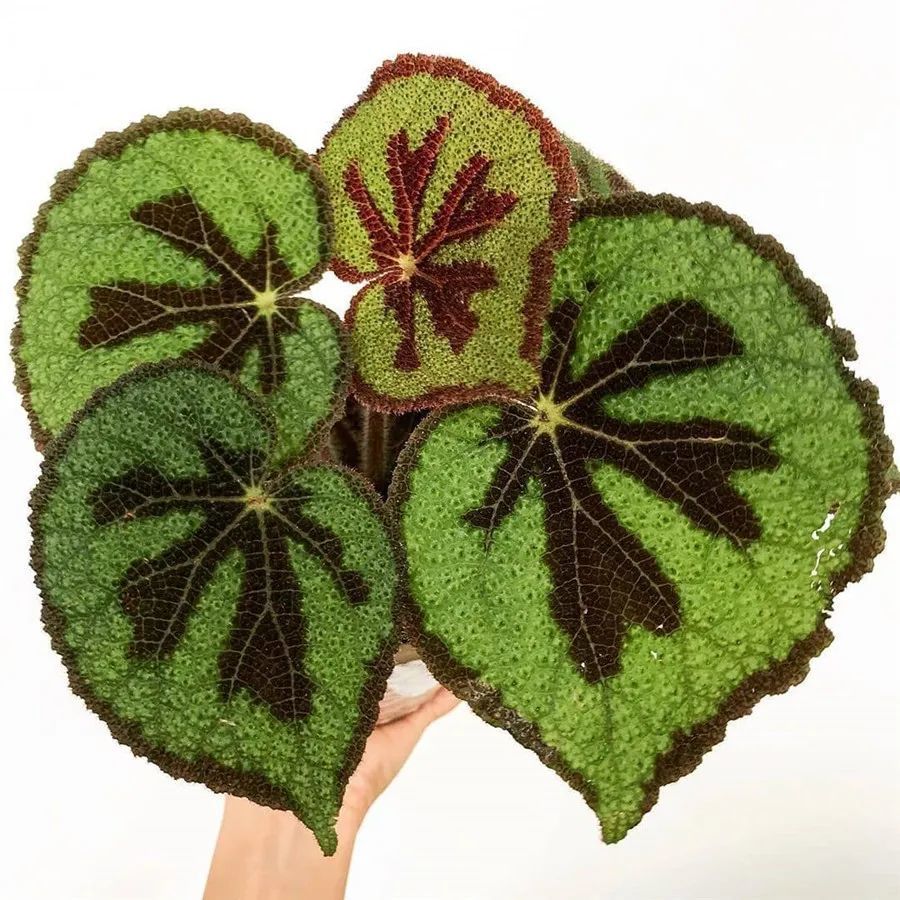 红背耳叶马蓝 (strobilanthes dyeriana)