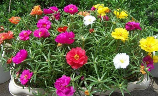 縁起鉢 梅の花 小花入り 盛り鉢等に最適です 綺麗な 注目ブランド 綺麗な