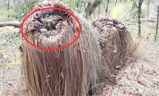 神奇植物"食羊树",能够自己抓羊吃,村民一发现就要立马烧毁!