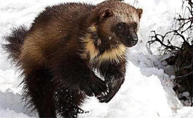 大兴安岭出现狼獾在目标猎物周围用尿画圈圈猎物就不敢动了