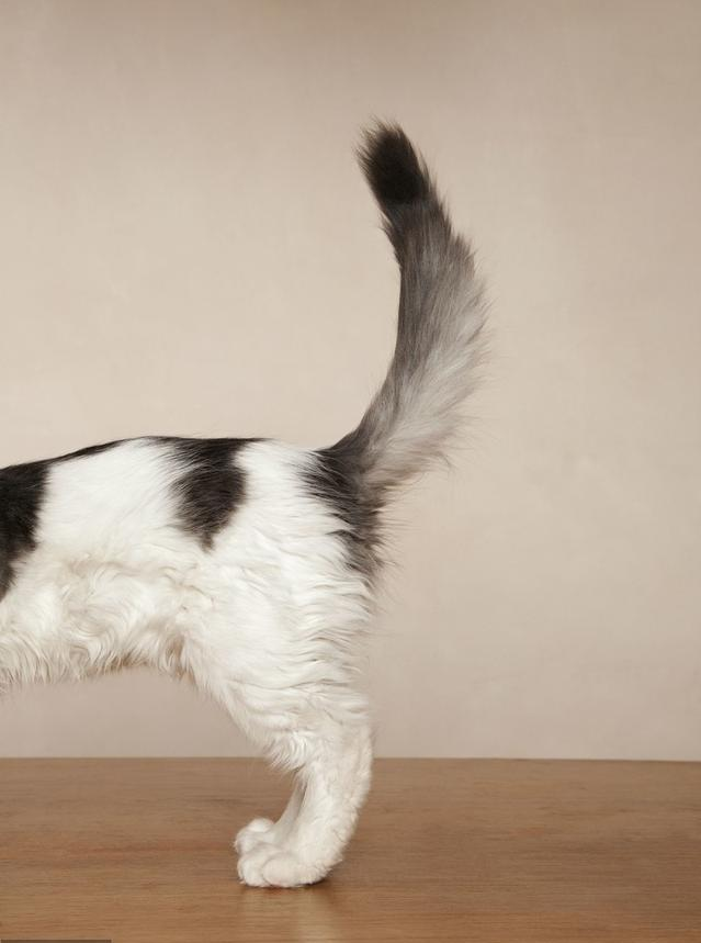 了解种马尾,给猫咪一条漂亮的大尾巴