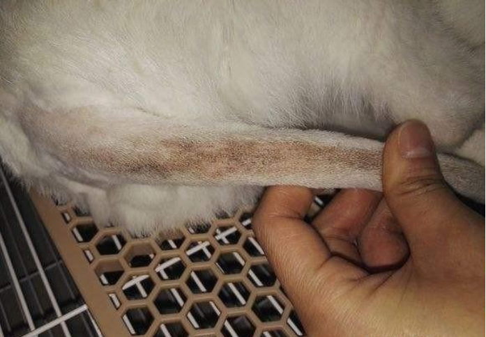 能有效防止种马尾的病情恶化,但使用后要注意不要让猫咪舔舐,所以在没