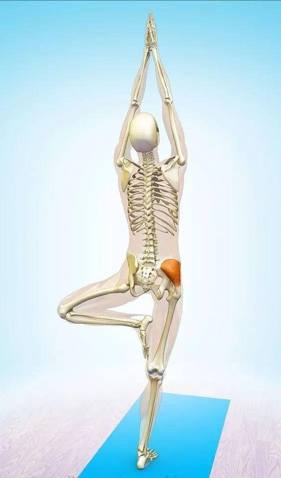 由于臀小肌前部起点在髂骨前且止于大转子,因此臀小肌能屈曲和内旋髋