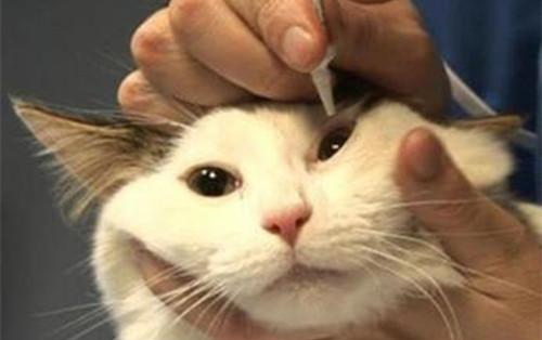 猫眼流泪怎么办是什么病_腾讯新闻