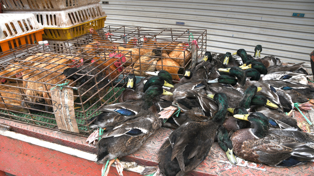 农贸市场上的猪肉30元一斤,而果园鸡只要30元一只,哪个更划算?